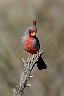 Pyrrhuloxia: Pyrrhuloxia