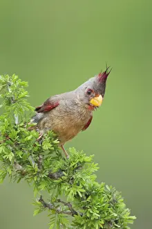 Sinuata: Pyrrhuloxia