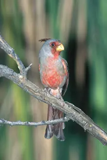 Cardinalis: Pyrrhuloxia