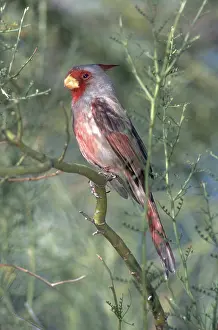 Cardinalis: Pyrrhuloxia