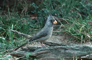Cardinalis: Pyrrhuloxia