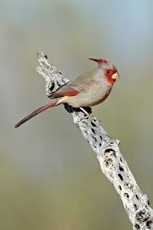 Pyrrhuloxia: Pyrrhuloxia (C. sinuatus) male