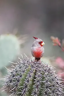 Spines: PYRRHULOXIA - on cactus
