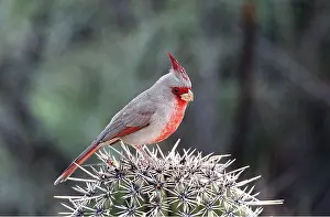 Spines: PYRRHULOXIA - on cactus