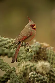 Pyrrhuloxias: Pyrrhuloxia - On cactus - Male