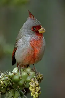 270222: Pyrrhuloxia (Cardinalis sinuatus) - Arizona - Male - On chol