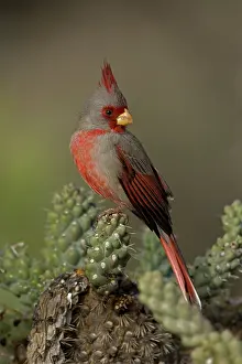 270222: Pyrrhuloxia (Cardinalis sinuatus) - Arizona - Male - On chol