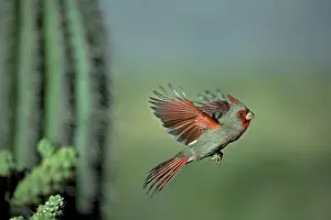 Cardinalis: Pyrrhuloxia (Cardinalis sinuatus) - Arizona - Male - In flig