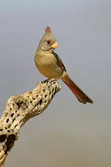 Cardinalis: Pyrrhuloxia (Cardinalis sinuatus) female