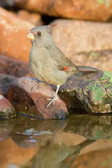 Cardinalis: Pyrrhuloxia (Cardinalis sinuatus) female