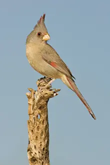 Cardinalis: Pyrrhuloxia (Cardinalis sinuatus) female