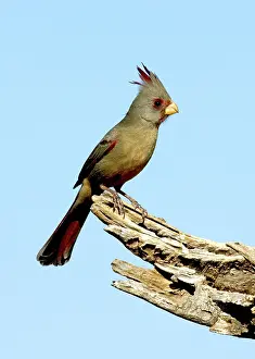 Cardinalis: Pyrrhuloxia (Cardinalis sinuatus) female
