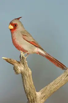 Pyrrhuloxia: Pyrrhuloxia (Cardinalis sinuatus) male