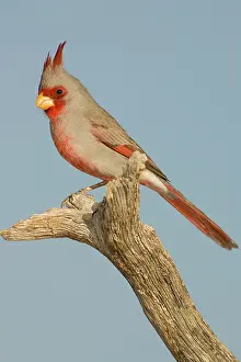 Pyrrhuloxia: Pyrrhuloxia (Cardinalis sinuatus) male