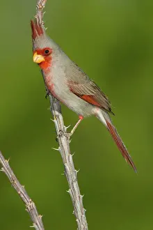 Pyrrhuloxia: Pyrrhuloxia (Cardinalis sinuatus) male