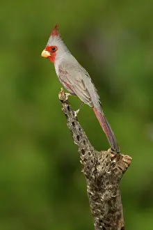Cardinalis: Pyrrhuloxia (Cardinalis sinuatus) male