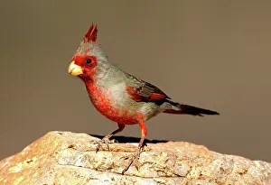 Cardinalis: Pyrrhuloxia (Cardinalis sinuatus) male