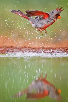 Starr: Pyrrhuloxia (Cardinalis sinuatus) male bathing