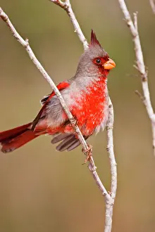 Limb: Pyrrhuloxia (Cardinalis sinuatus) male perched