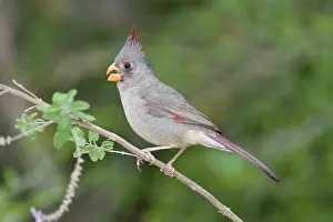 Pyrrhuloxias: Pyrrhuloxia - female