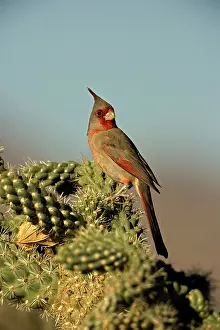 Pyrrhuloxias: Pyrrhuloxia - Male