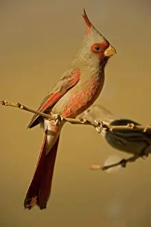 Pyrrhuloxias: Pyrrhuloxia - Male