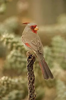 Pyrrhuloxias: Pyrrhuloxia - Male