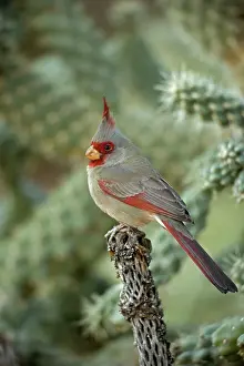 Pyrrhuloxias: Pyrrhuloxia - Male