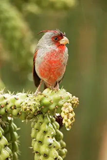 Pyrrhuloxias: Pyrrhuloxia - male