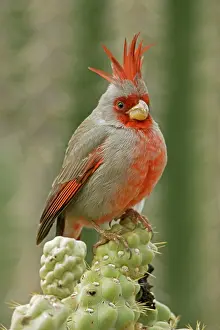 Pyrrhuloxias: Pyrrhuloxia - male