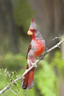 Pyrrhuloxias: Pyrrhuloxia - male