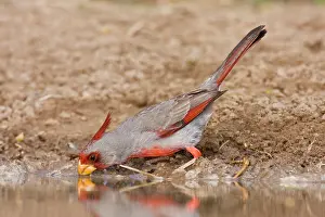 Pyrrhuloxias: Pyrrhuloxia - male