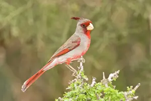 Pyrrhuloxias: Pyrrhuloxia - male