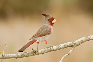 Pyrrhuloxias: Pyrrhuloxia - male