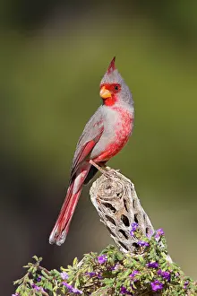 Pyrrhuloxias: Pyrrhuloxia - male