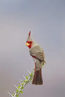 Pyrrhuloxias: Pyrrhuloxia - male