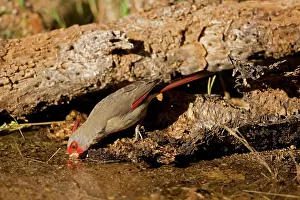 Pyrrhuloxias: Pyrrhuloxia - male - Drinking from pond