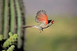 Pyrrhuloxias: Pyrrhuloxia - Male - In flight
