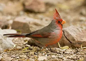 Pyrrhuloxias: Pyrrhuloxia - male, on ground
