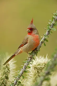 Ocotillo: Pyrrhuloxia - male - On ocotillo