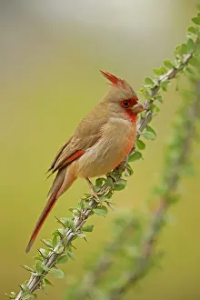Ocotillo: Pyrrhuloxia - Male - On ocotillo