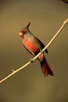 Pyrrhuloxias: Pyrrhuloxia - Male perched on branch