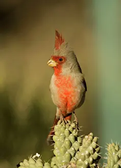 Cholla: Pyrrhuloxia - male - Perched on cholla cactus branch
