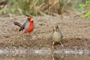 Pyrrhuloxias: Pyrrhuloxia - pair
