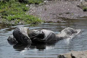 Python: Python