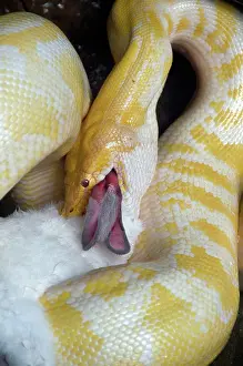 Reticulatus: Python with prey