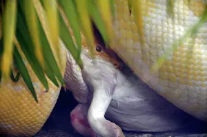 Reticulatus: Python with prey