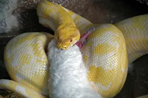 Reticulatus: Python with prey