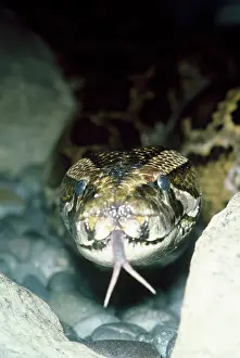 Forked: Python - showing forked tongue