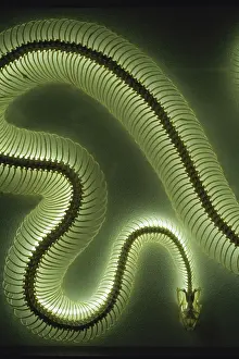 Mounted: Python Skeleton